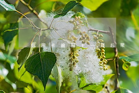 信用卡逾期十一月后果 信用卡逾期十一月后果