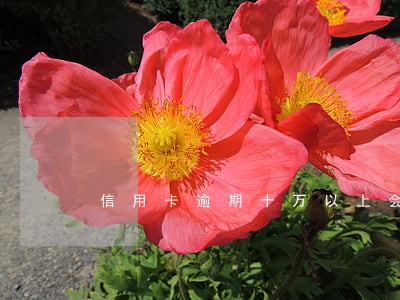 信用卡逾期十万以上会被起诉吗 信用卡逾期十万以上会被起诉吗