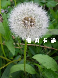 信用卡逾期十万暂时还不上 信用卡逾期十万暂时还不上