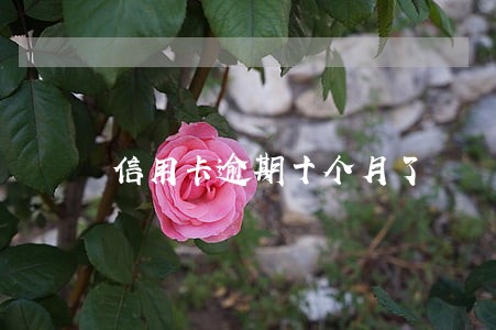 信用卡逾期十个月了 信用卡逾期十个月了