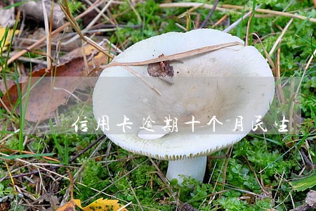 信用卡逾期十个月民生 信用卡逾期十个月民生