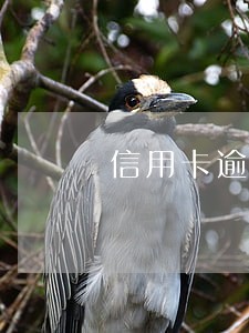 信用卡逾期十八天上征信吗