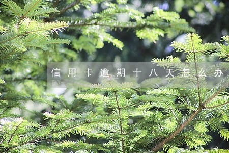 信用卡逾期十八天怎么办 信用卡逾期十八天怎么办