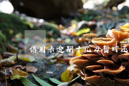 信用卡逾期十几万暂时还不上怎么解决