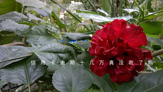 信用卡逾期十几万真没救了吗 信用卡逾期十几万真没救了吗