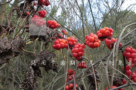 信用卡逾期十几天利息是多少 信用卡逾期十几天利息是多少