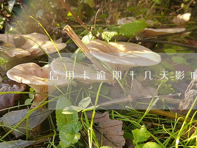 信用卡逾期十几天影响征信 信用卡逾期十几天影响征信
