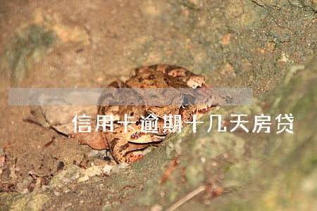 信用卡逾期十几天房贷 信用卡逾期十几天房贷