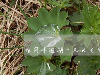 信用卡逾期十几天是黑户吗 信用卡逾期十几天是黑户吗