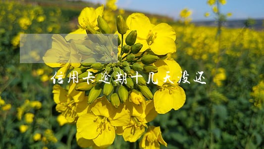信用卡逾期十几天没还 信用卡逾期十几天没还