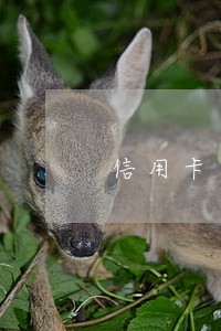 信用卡逾期十几天要紧吗 信用卡逾期十几天要紧吗