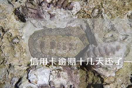信用卡逾期十几天还了一半 信用卡逾期十几天还了一半