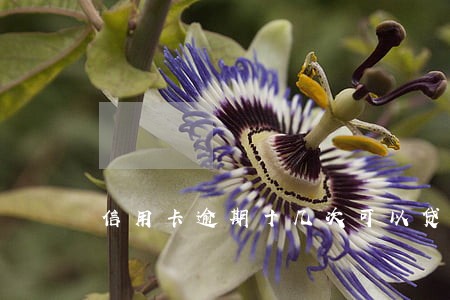 信用卡逾期十几次可以贷款