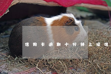 信用卡逾期十分钟上征信吗 信用卡逾期十分钟上征信吗