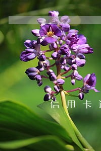 信用卡逾期十块钱上不上征信 信用卡逾期十块钱上不上征信
