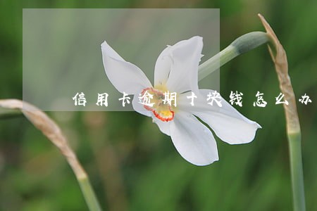 信用卡逾期十块钱怎么办 信用卡逾期十块钱怎么办