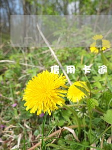 信用卡逾期十多年还完