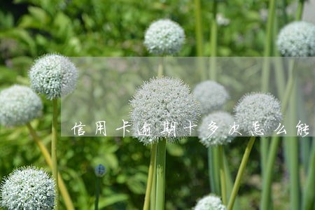 信用卡逾期十多次怎么能弄