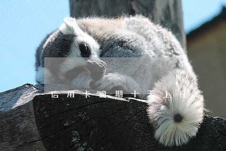 信用卡逾期十天上征信 信用卡逾期十天上征信