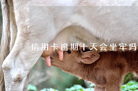 信用卡逾期十天会坐牢吗