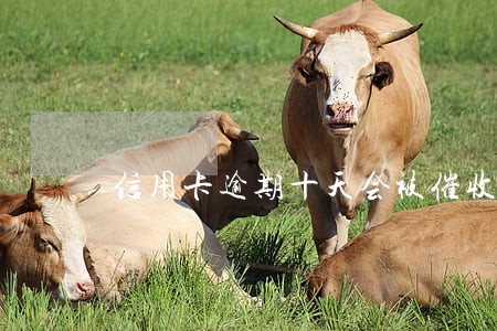 信用卡逾期十天会被催收吗 信用卡逾期十天会被催收吗