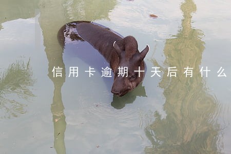 信用卡逾期十天后有什么后果 信用卡逾期十天后有什么后果