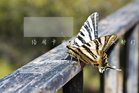 信用卡逾期十天每天都打电话