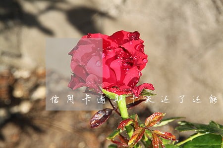 信用卡逾期十天还了还能刷吗