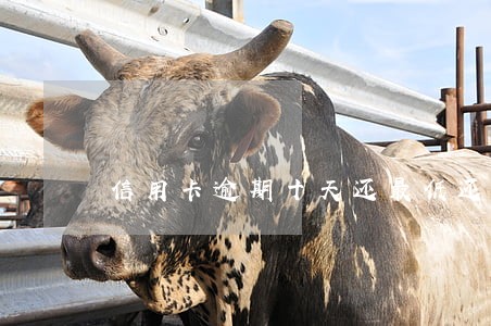 信用卡逾期十天还最低还款