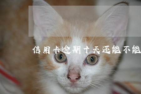信用卡逾期十天还能不能用