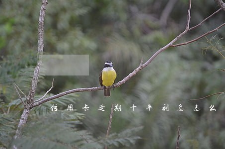 信用卡逾期十年利息怎么算 信用卡逾期十年利息怎么算