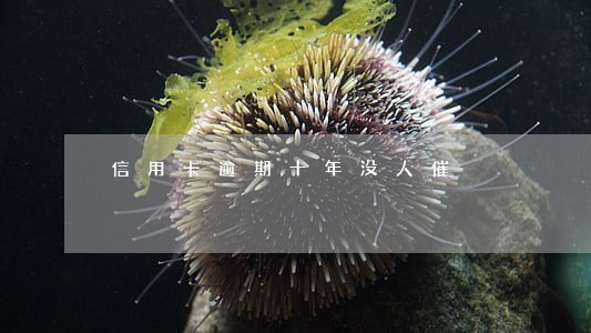 信用卡逾期十年没人催 信用卡逾期十年没人催