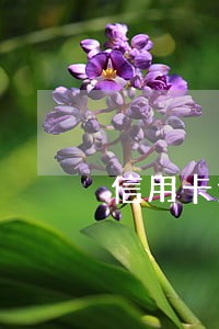 信用卡逾期十年没有催款信息 信用卡逾期十年没有催款信息