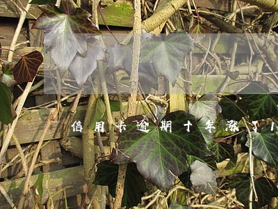 信用卡逾期十年涨了10倍 信用卡逾期十年涨了10倍