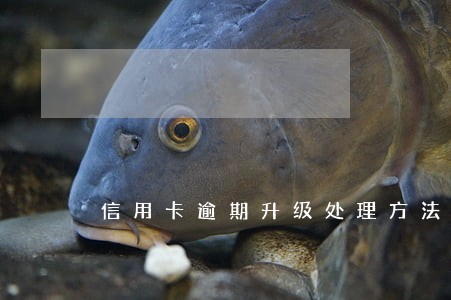 信用卡逾期升级处理方法 信用卡逾期升级处理方法