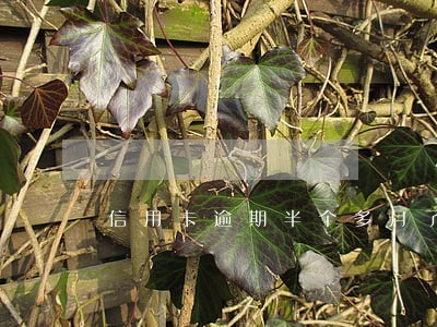 信用卡逾期半个多月了 信用卡逾期半个多月了
