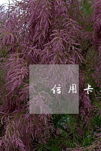 信用卡逾期半个多月有什么影响