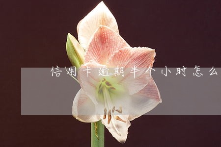 信用卡逾期半个小时怎么办 信用卡逾期半个小时怎么办