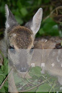 信用卡逾期半个月会上征信嘛