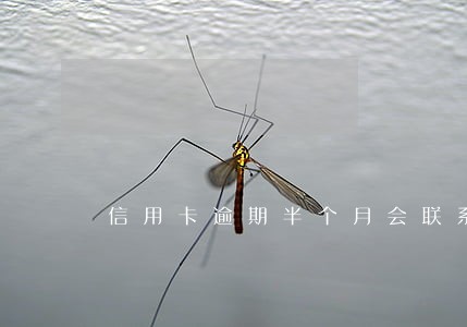 信用卡逾期半个月会联系单位吗 信用卡逾期半个月会联系单位吗