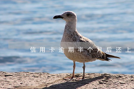 信用卡逾期半个月后还上 信用卡逾期半个月后还上