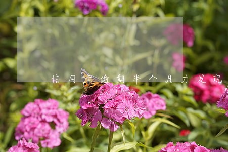 信用卡逾期半个月才发现怎么办 信用卡逾期半个月才发现怎么办