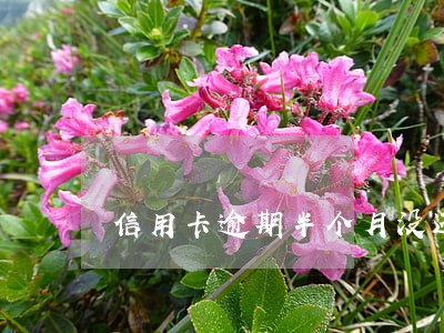 信用卡逾期半个月没还有什么后果 信用卡逾期半个月没还有什么后果