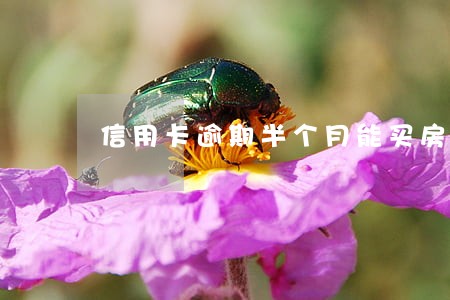 信用卡逾期半个月能买房吗 信用卡逾期半个月能买房吗