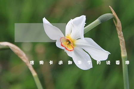 信用卡逾期半个月说要停卡 信用卡逾期半个月说要停卡