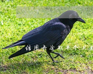 信用卡逾期半个月轰炸投诉