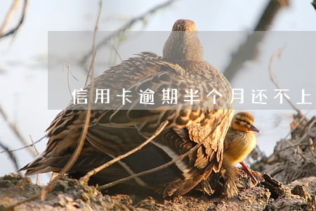 信用卡逾期半个月还不上怎么办
