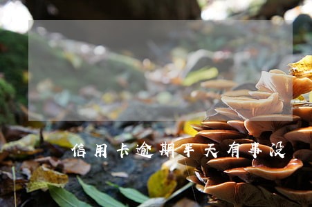 信用卡逾期半天有事没 信用卡逾期半天有事没