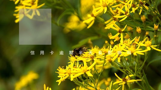 信用卡逾期半天有影响吗 信用卡逾期半天有影响吗