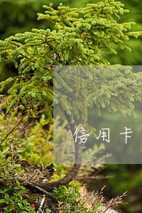 信用卡逾期半小时问题大不大 信用卡逾期半小时问题大不大